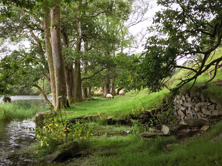 Walk from Ambleside to Loughrigg Tarn, a small natural lake beside Loughrigg Fell.