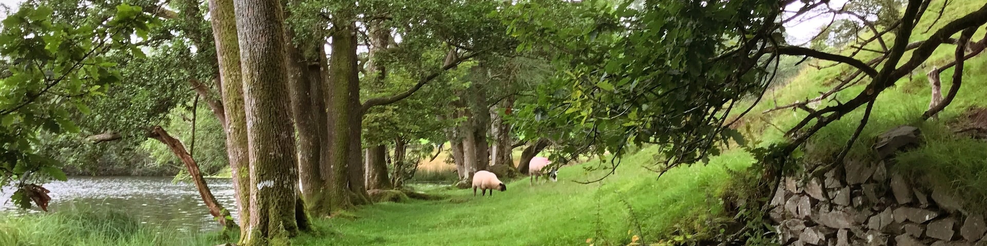 Walk from Ambleside to Loughrigg Tarn, a small natural lake beside Loughrigg Fell.