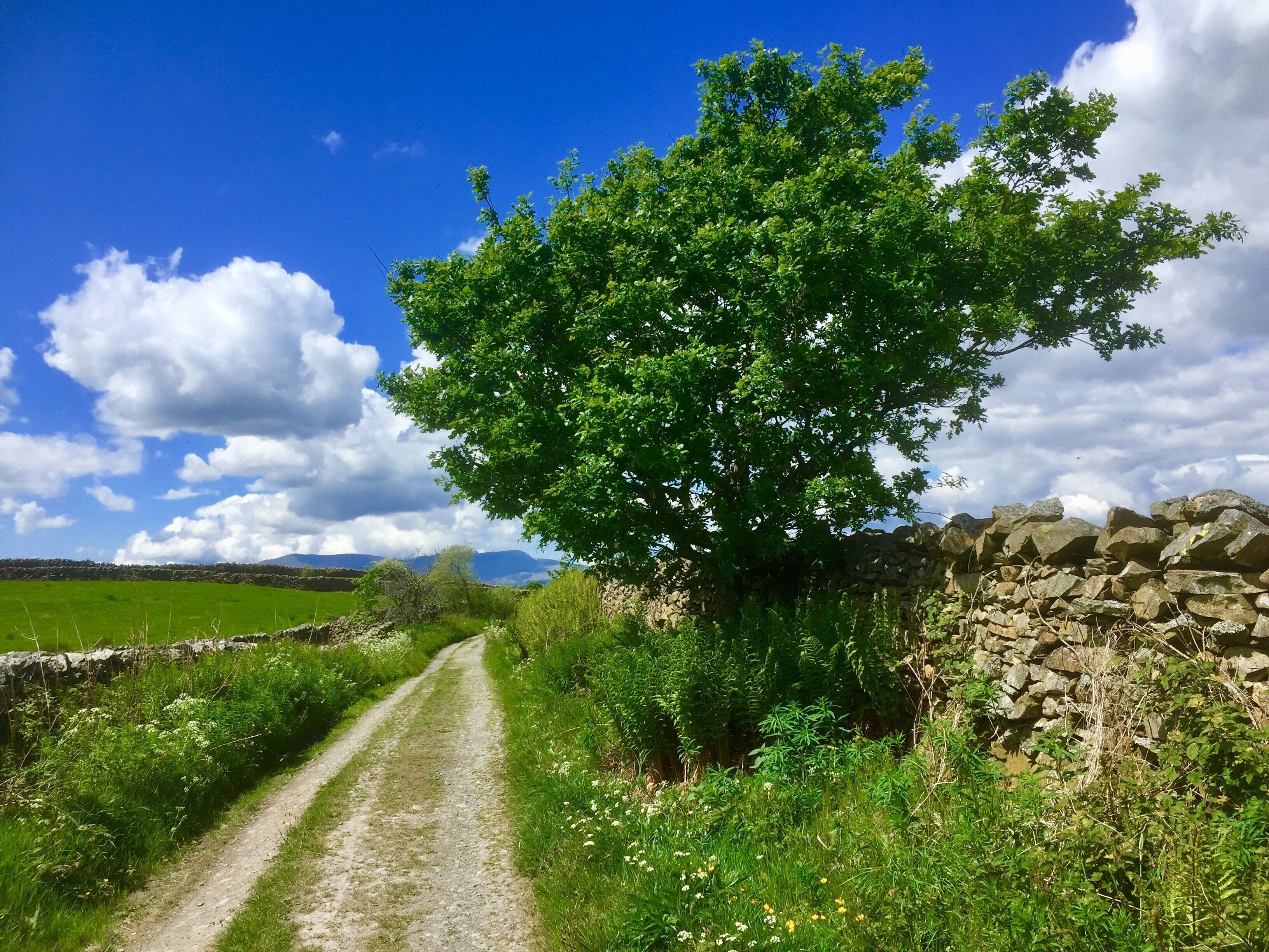 A rural dirt road flanked by lush greenery and a stone wall.