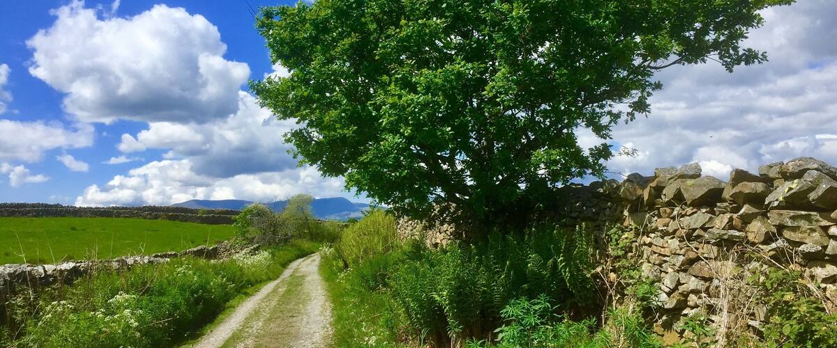 A rural dirt road flanked by lush greenery and a stone wall.