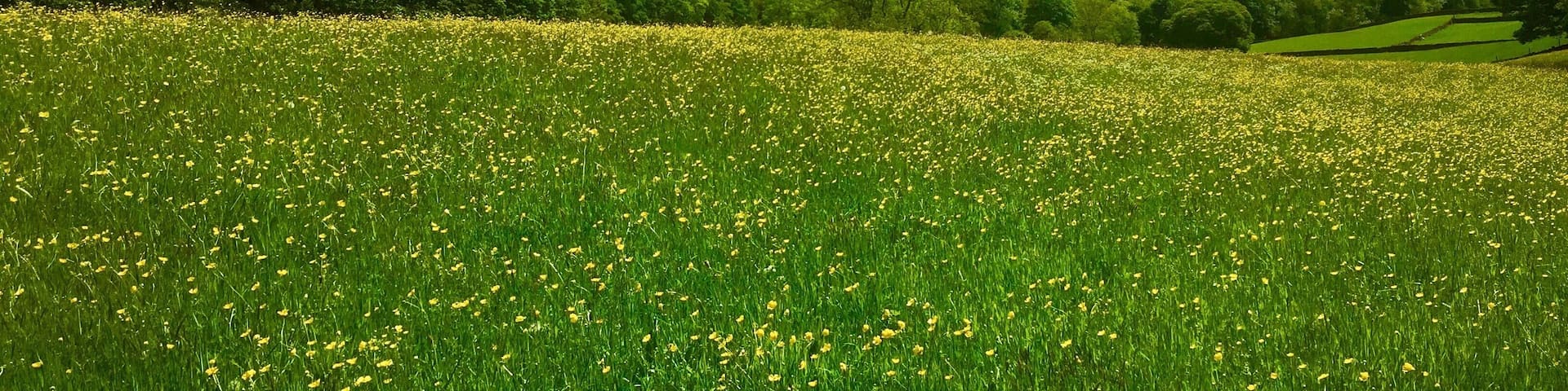 Buttercups