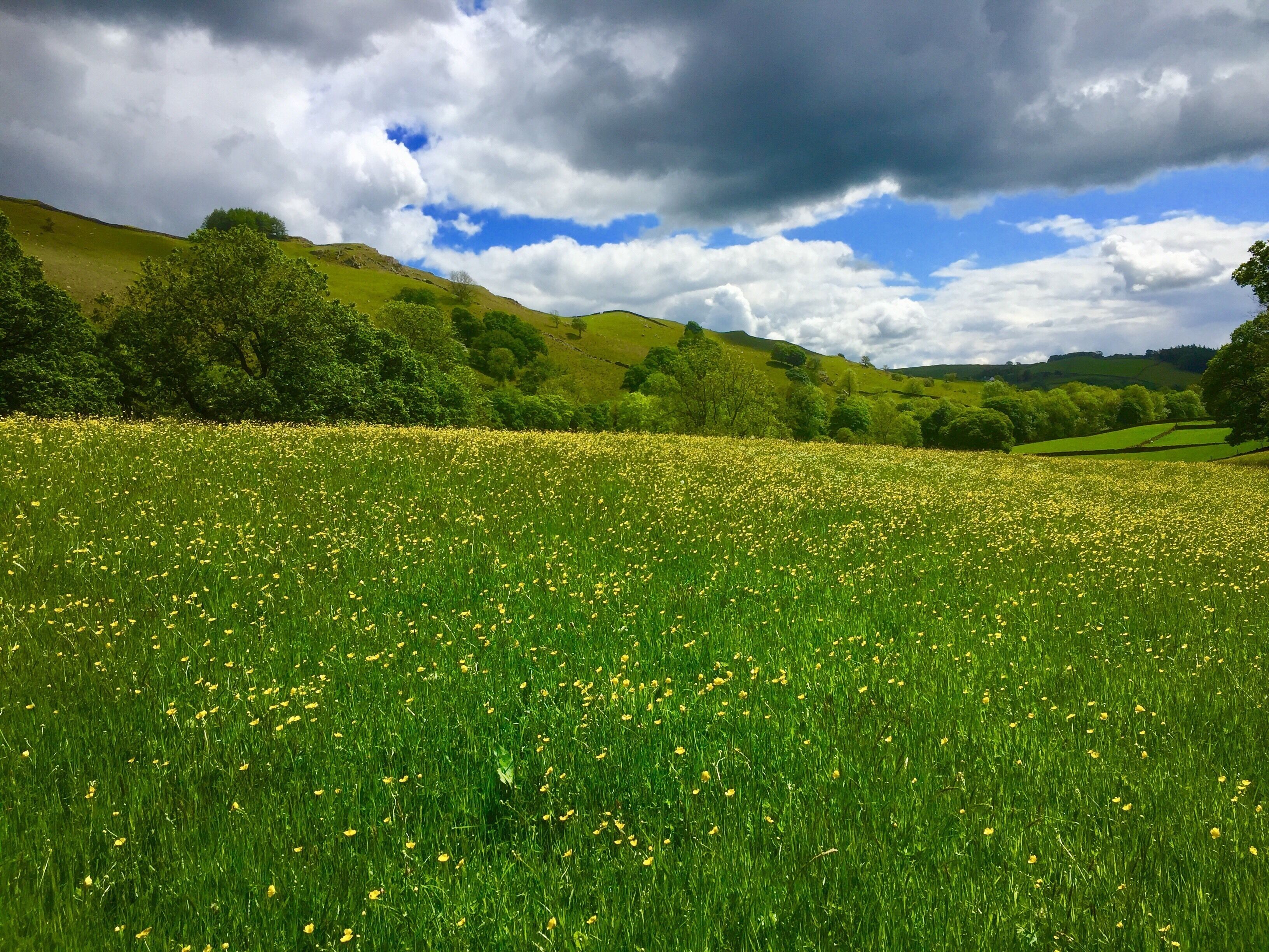 A field of yellow flowers with green grass and trees under a partly cloudy sky.
