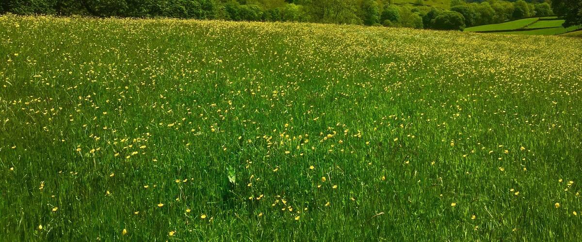 A field of yellow flowers with green grass and trees under a partly cloudy sky.