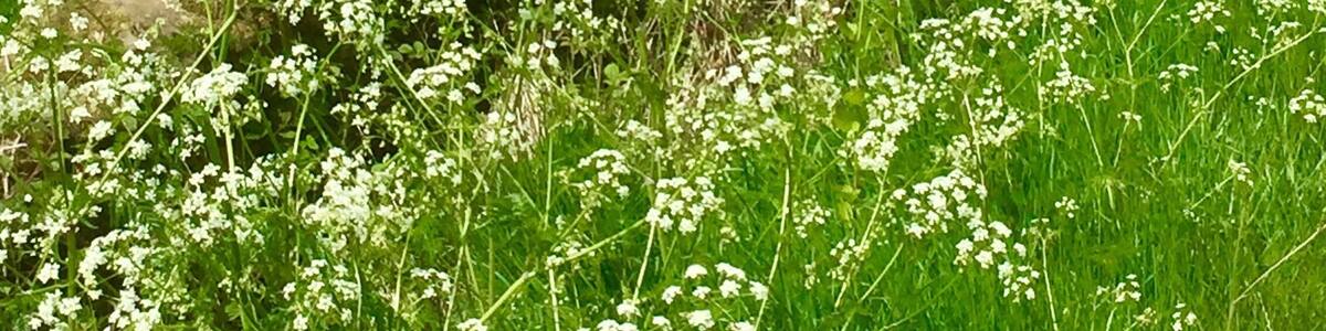 Traditional Lakeland farmhouse