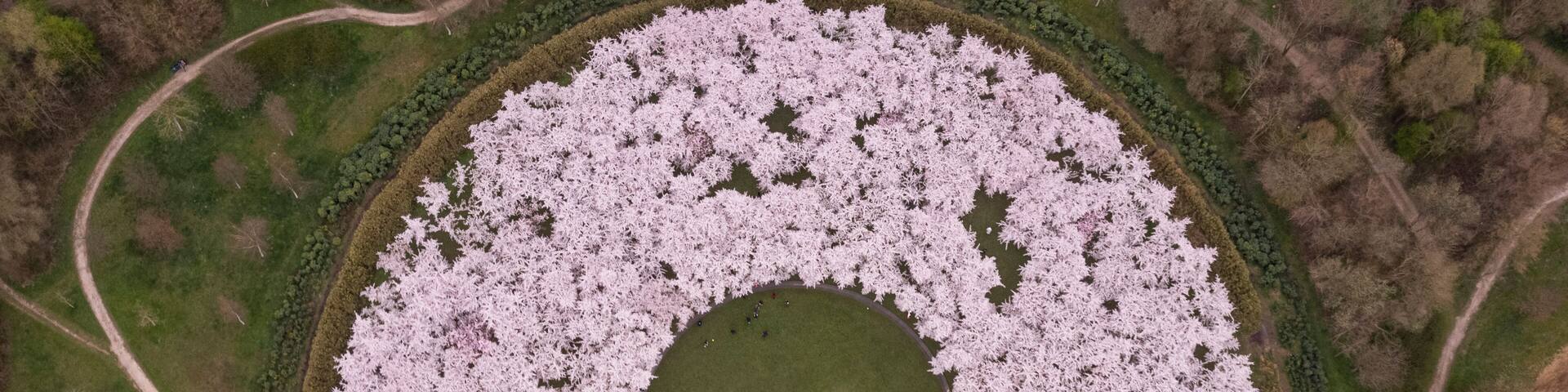 Aerial view of Bloesempark, a beautiful public park with flower blossom in Amstelveen, North Holland, Netherlands.