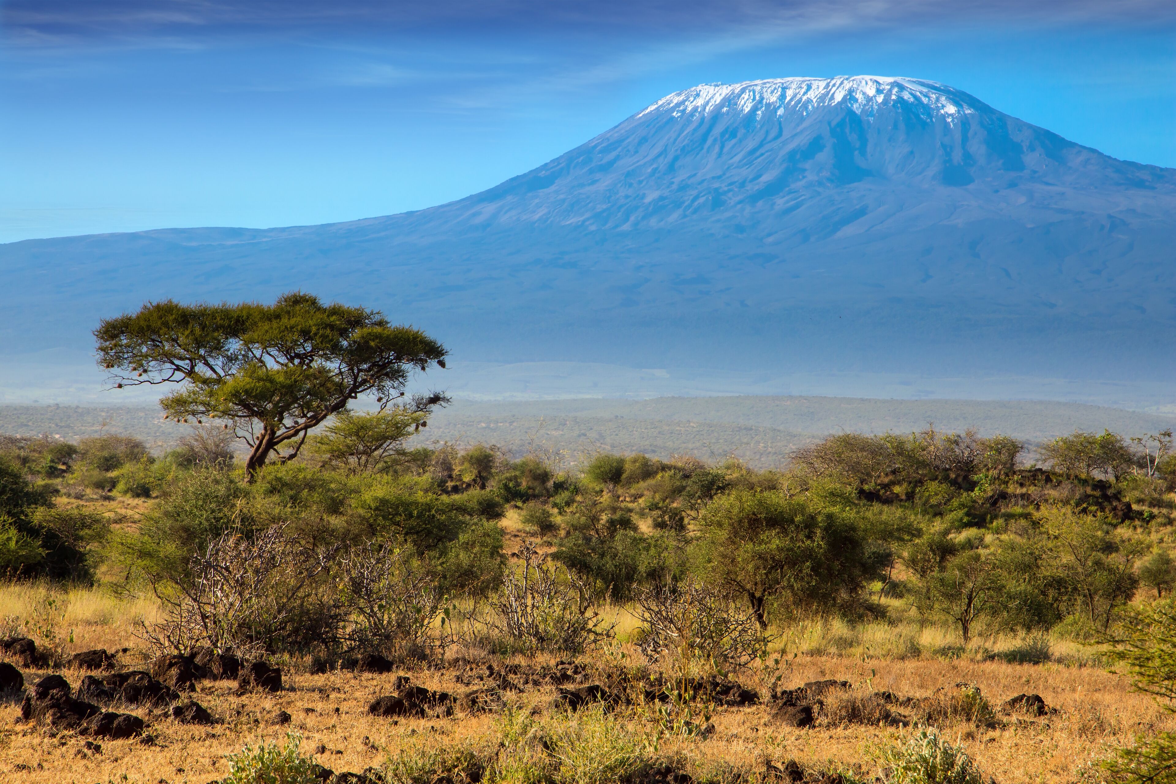 The Kilimanjaro