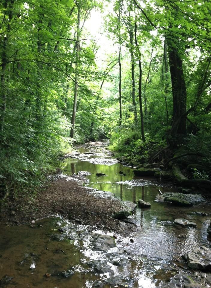 A forest stream with rocks and dense green foliage.