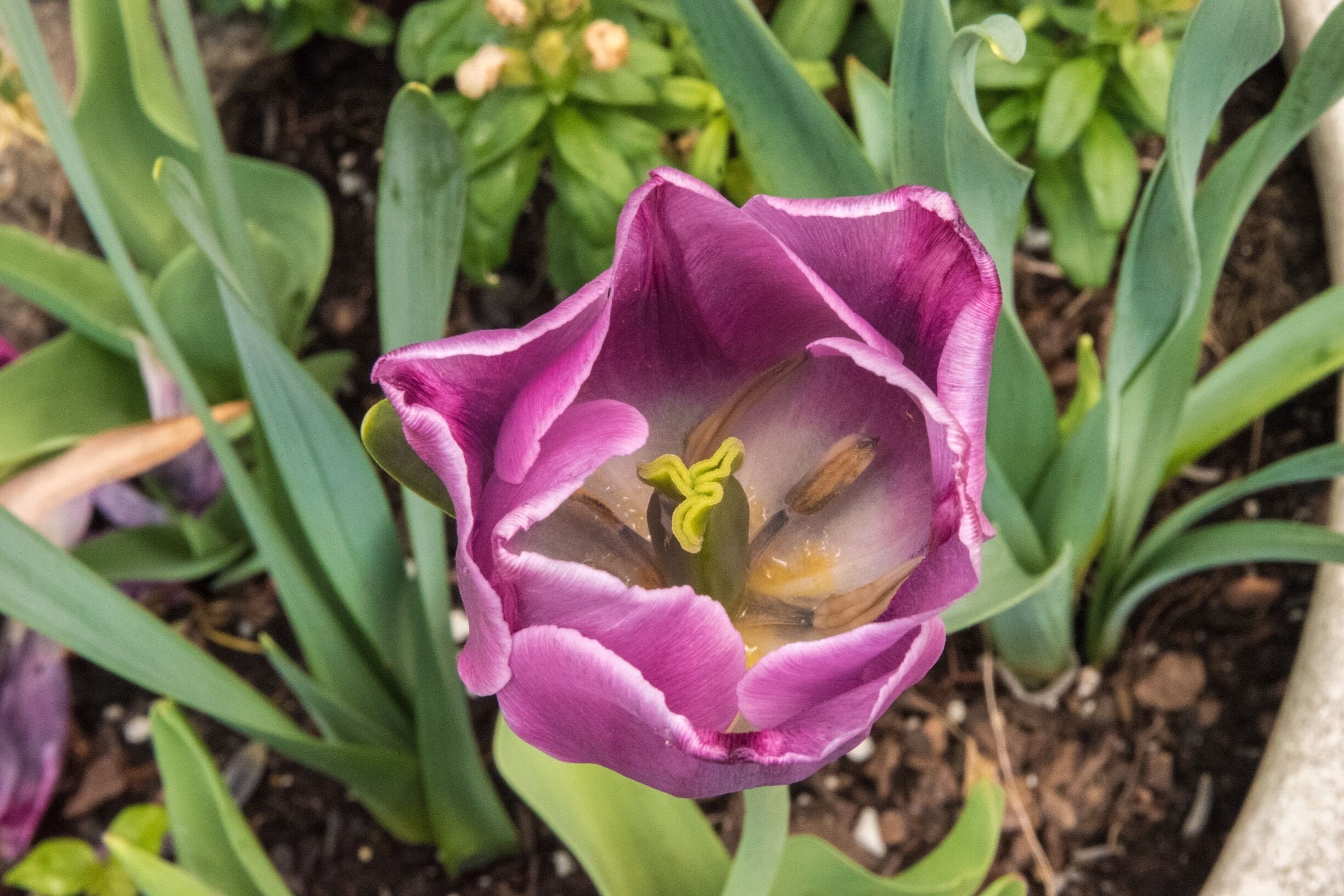 Cheekwood in bloom! #roadtrip #tulips #spring