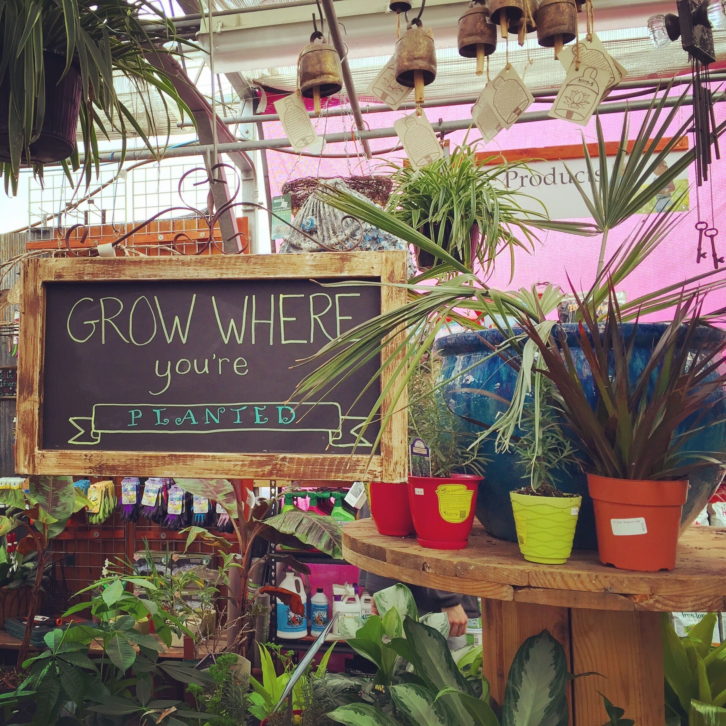 Wonderful greenhouse garden store next to the Nashville Farmers Market. Plants and pots and pretty things. 