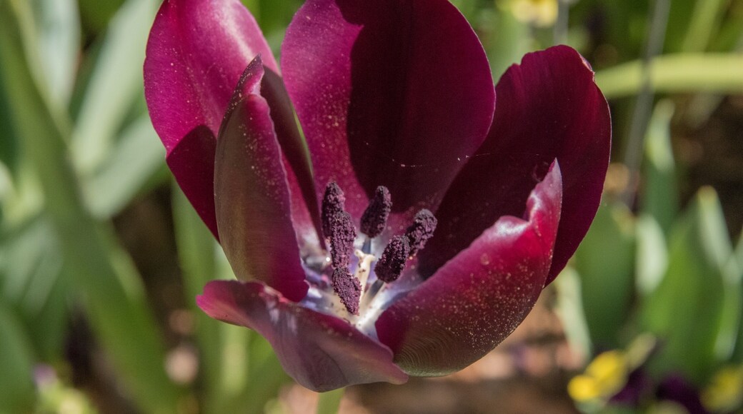 Spring is coming! #spring #cheekwood #renew #tulips #flowers #allergies #parks