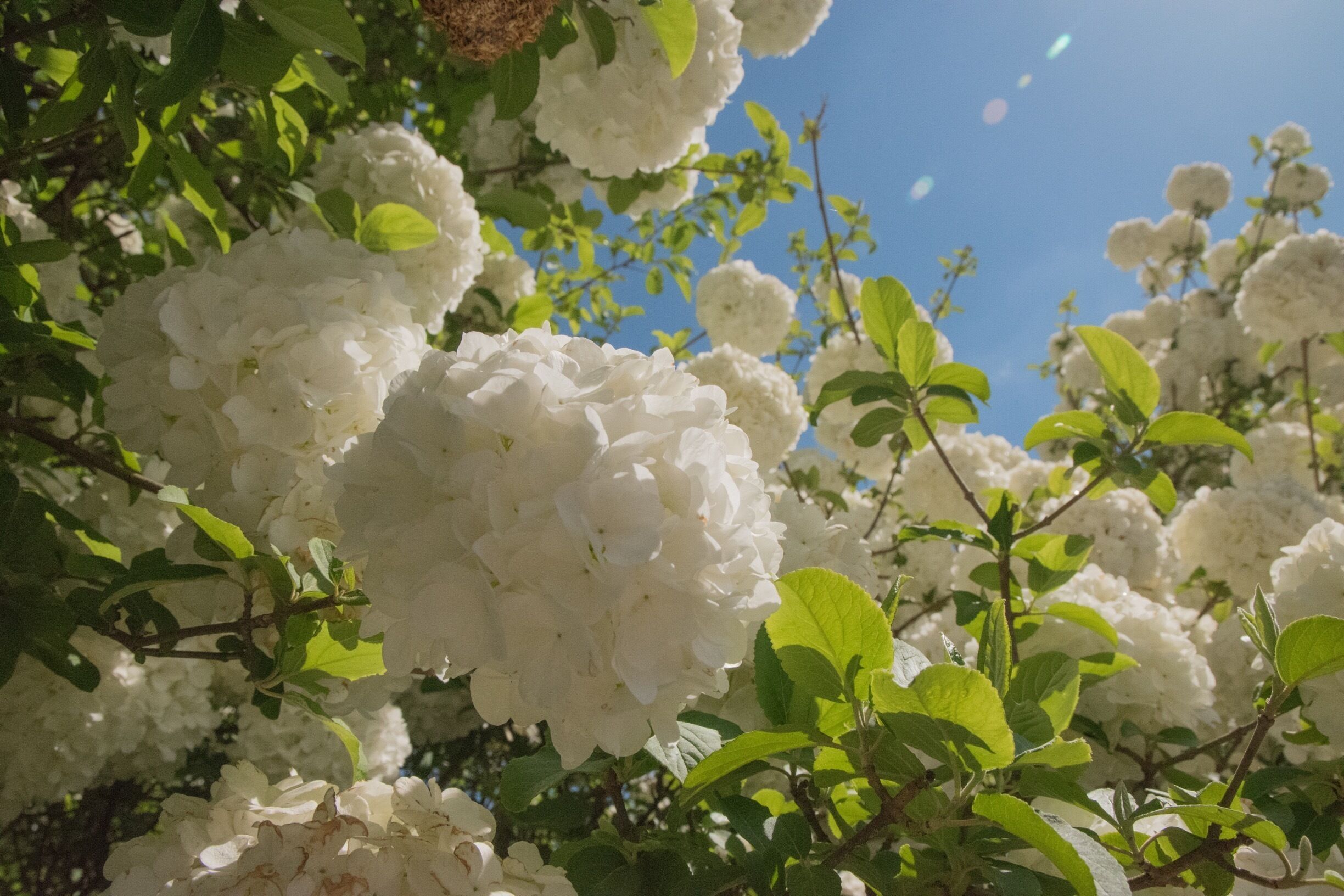 Cheekwood in bloom!
#roadtrip #spring #tulips