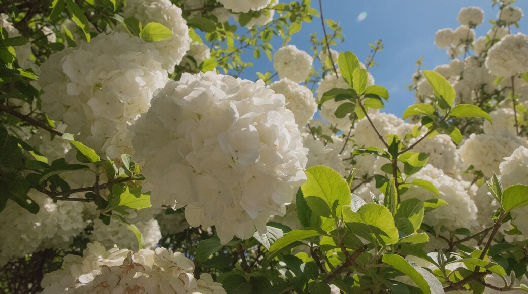 Cheekwood in bloom!
#roadtrip #spring #tulips