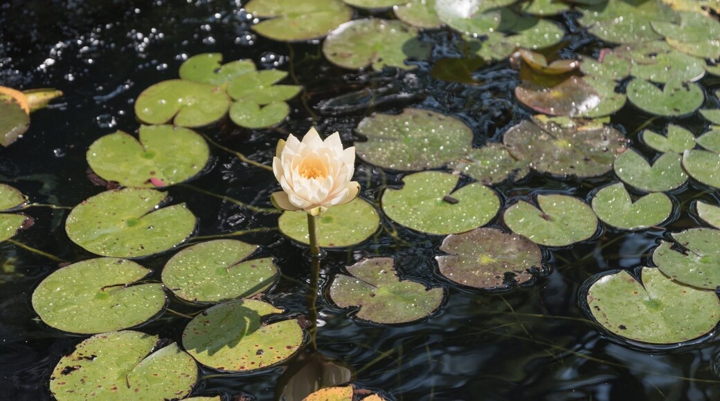 This water lily was just blooming for us! What a peaceful moment. #nature #flower