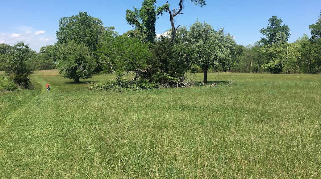 This is part of the field I took a picture of in the previous photo. This is closer to the water about mid field.
#springfun