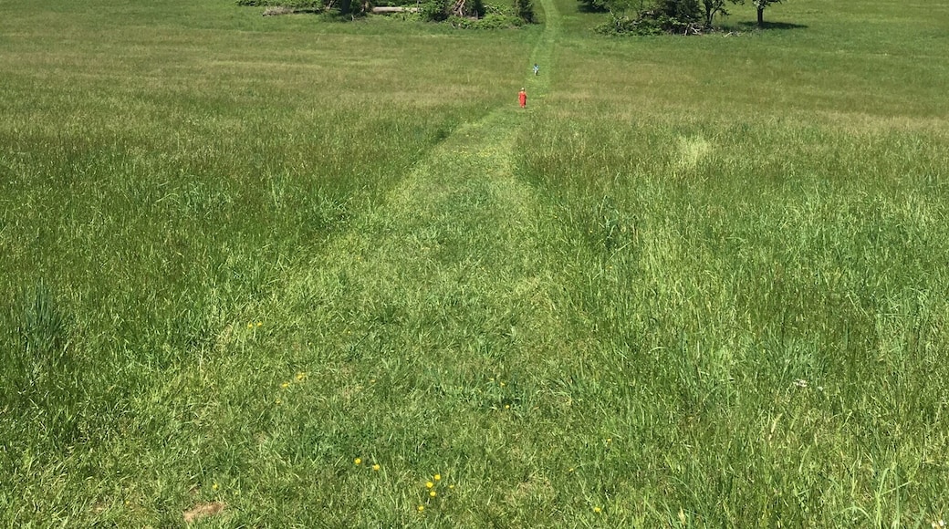 The field of cactuses and fruit trees :p
#springfun