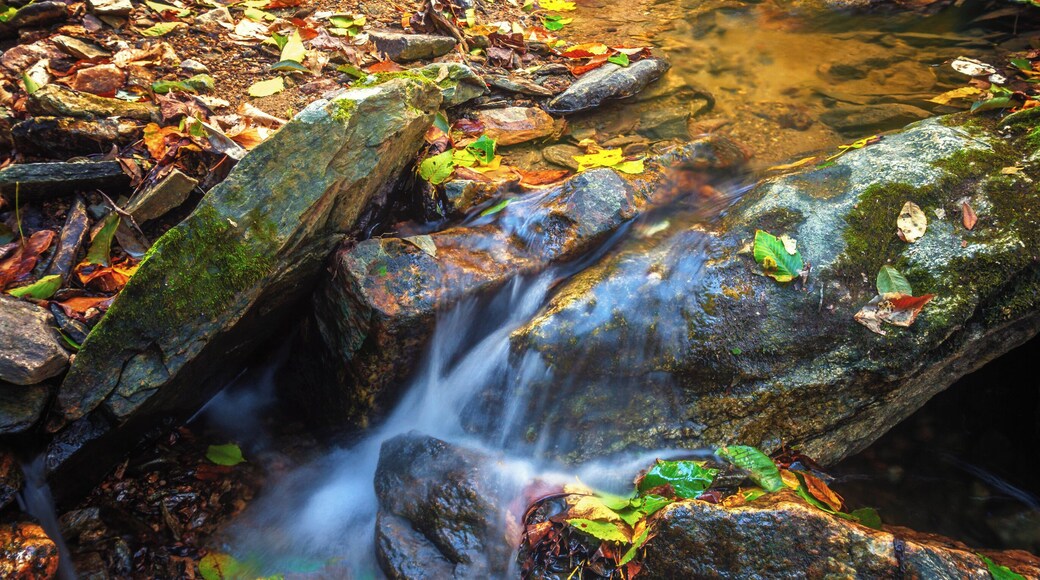 Deep in the woods, along the creek and it's tributaries is the land of fairies and elves.