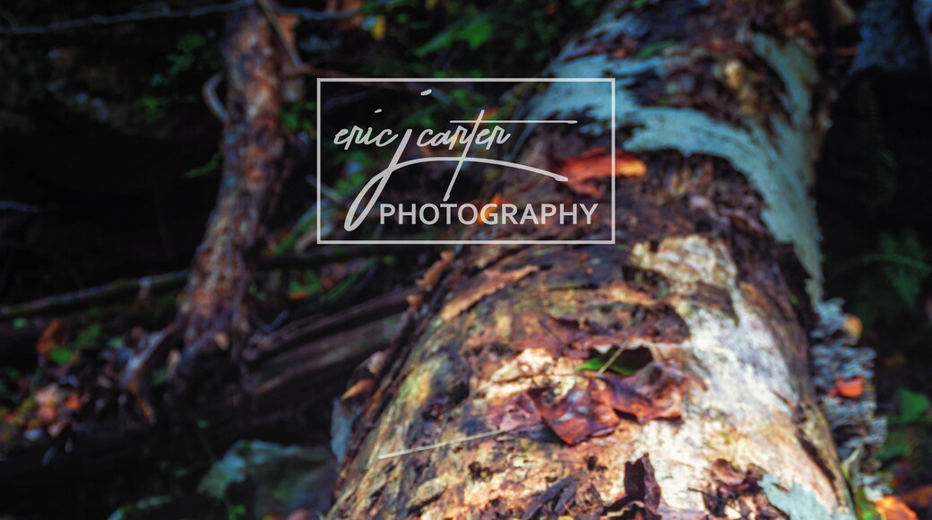 Cool natural features all over the place, just have to look.