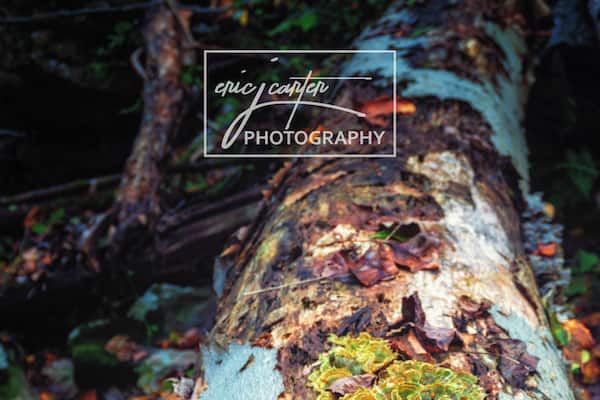 Cool natural features all over the place, just have to look.