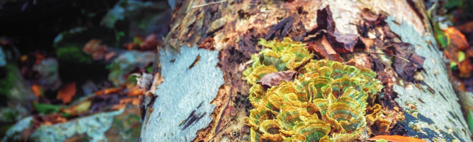 Cool natural features all over the place, just have to look.