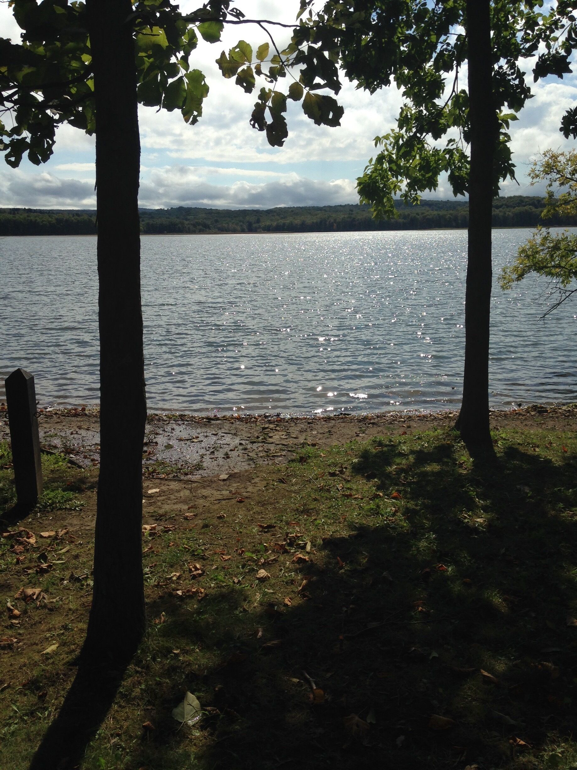 Front "yard" of the rental cabins. 