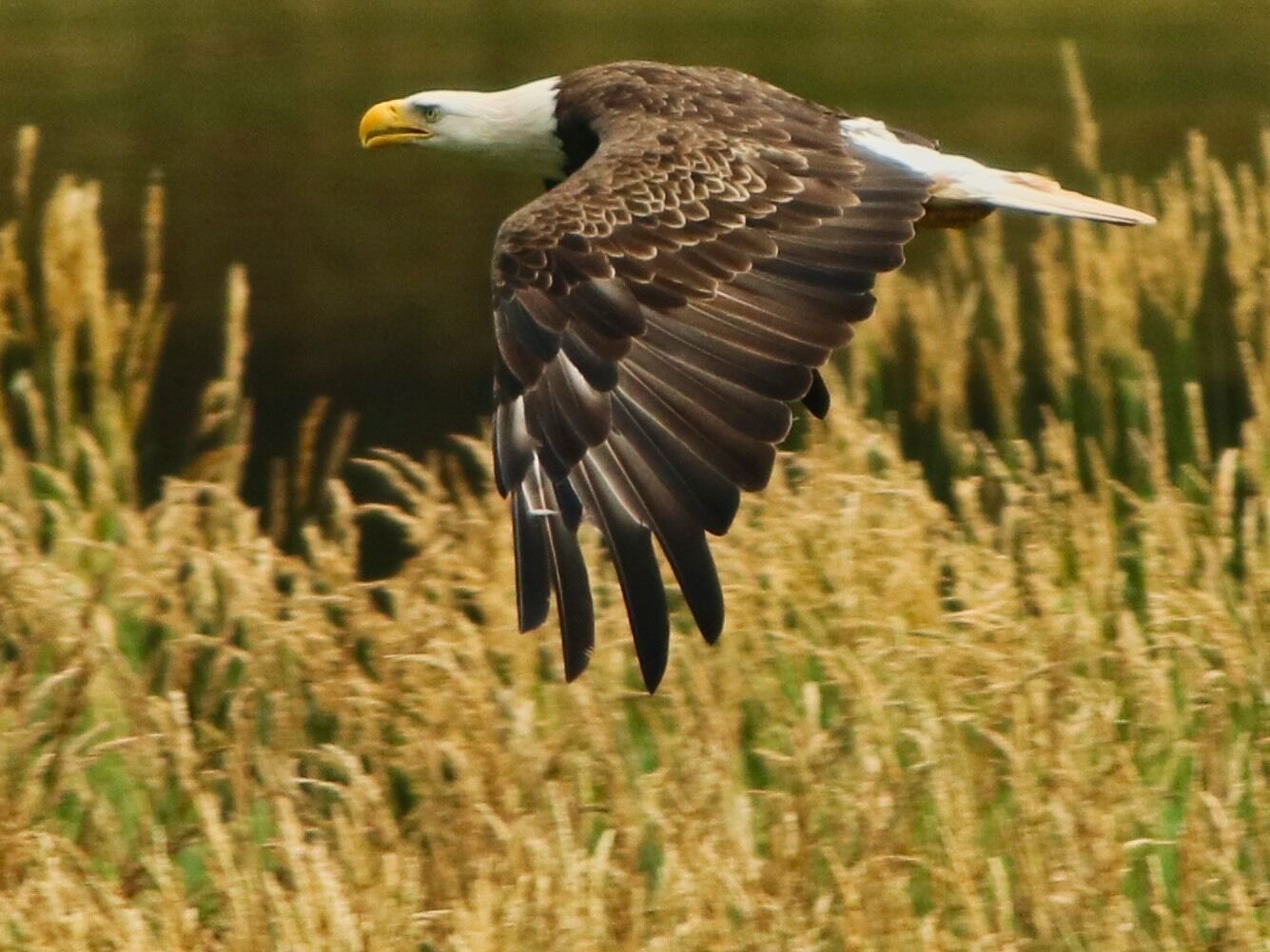 Bald eagle flies low along the river at Little Pine State Park.