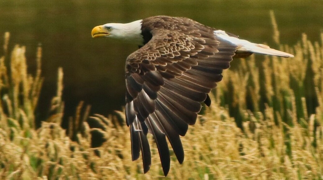 Bald eagle flies low along the river at Little Pine State Park.