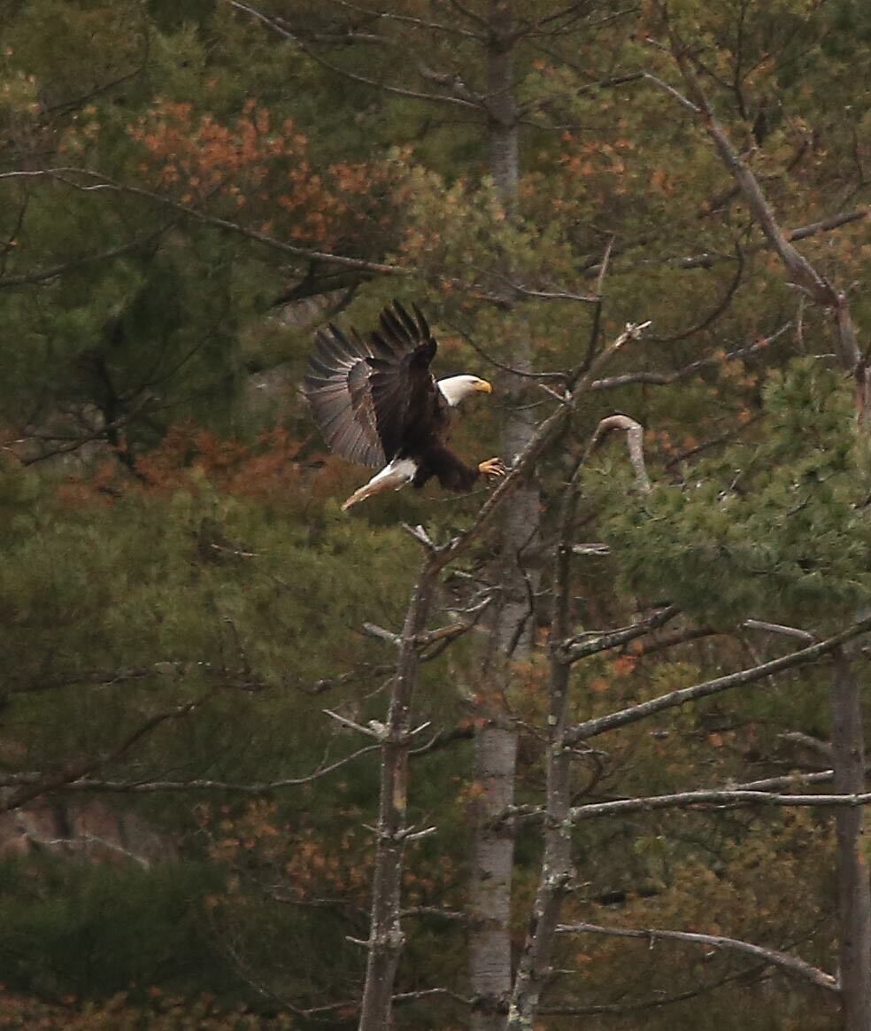 An American Bald Eagle lands in a tree near its nest in Little Pine State Park recently.