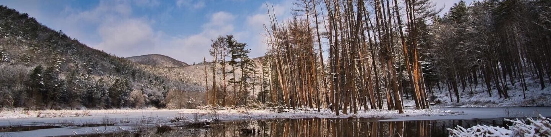 Beaver pond in the morning light.