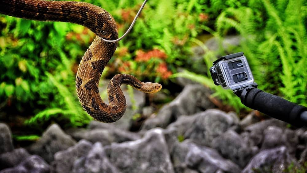 A snake coiled around a camera on a tripod in a rocky, green environment.