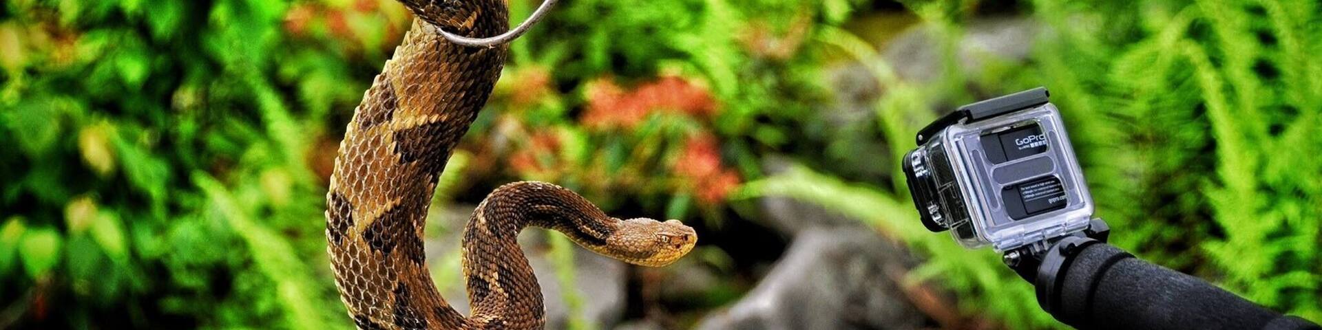 Went rattlesnake hunting with a friend. It was an adrenaline pumping experience. We didn't kill any just reported to the Game Commission.
