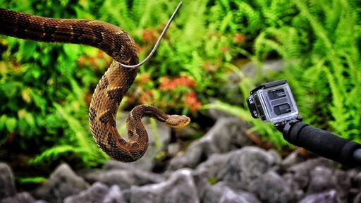 Went rattlesnake hunting with a friend. It was an adrenaline pumping experience. We didn't kill any just reported to the Game Commission.