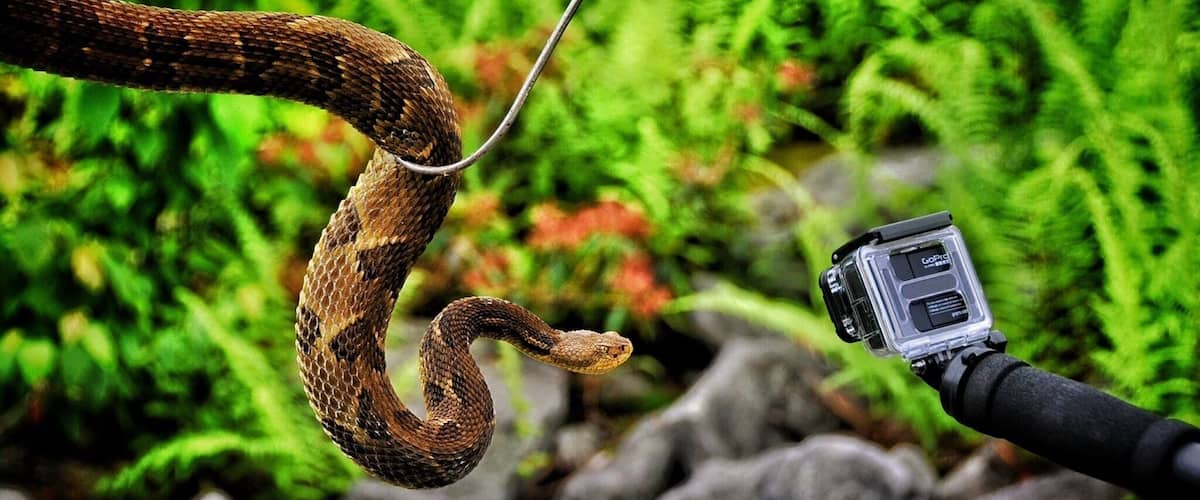 A snake coiled around a camera on a tripod in a rocky, green environment.