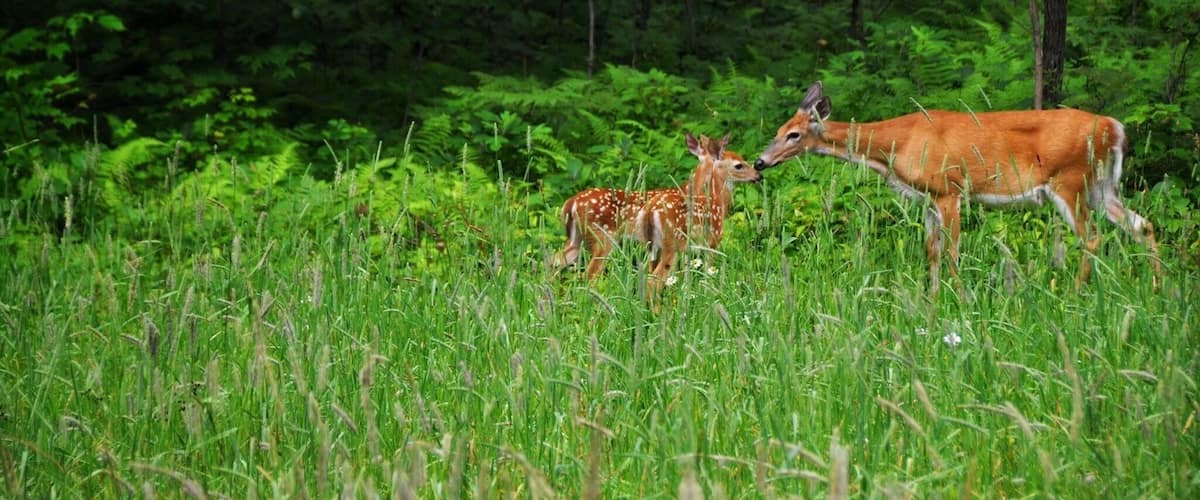 Just saw this deer family out of the corner of my eye as we drove by. They didn't run when we stopped.