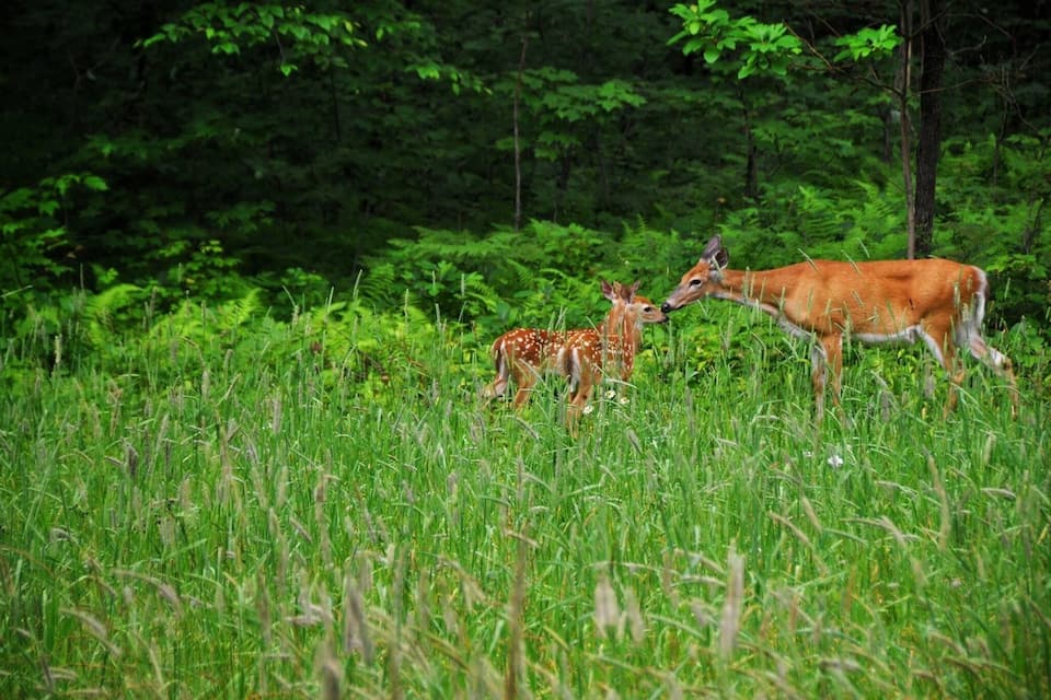 Un cerf avec son faon dans un champ herbeux, avec un feuillage vert et dense en arrière-plan.