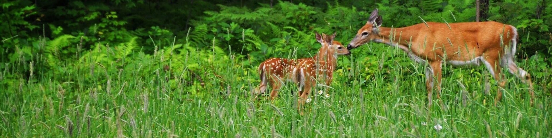 Just saw this deer family out of the corner of my eye as we drove by. They didn't run when we stopped.