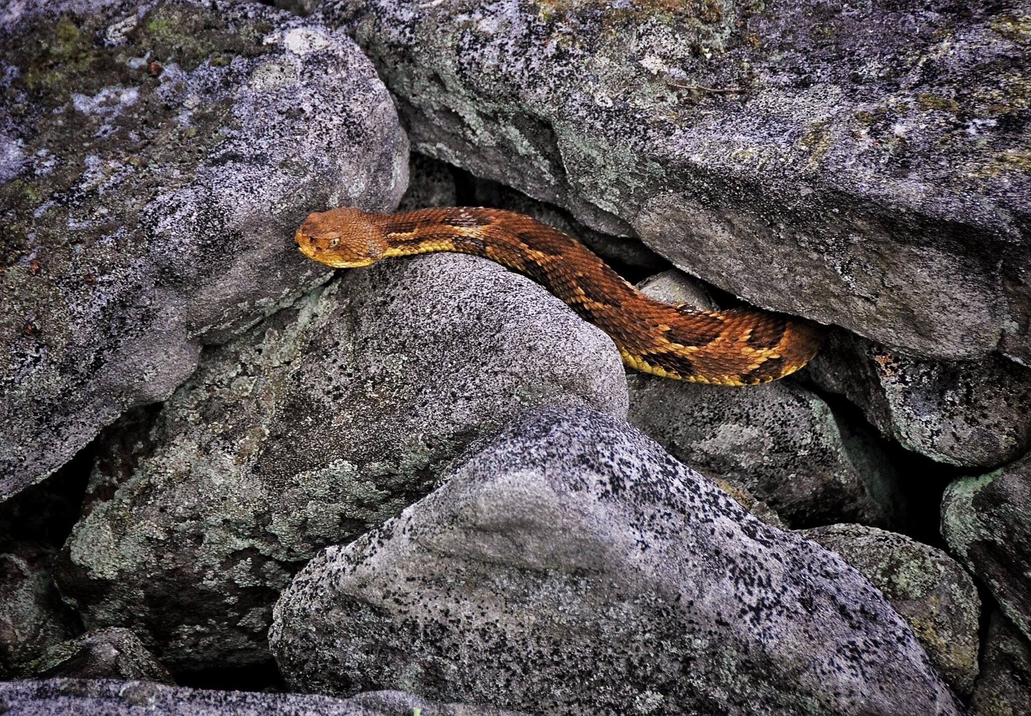 Another rattler on our snake hunt.