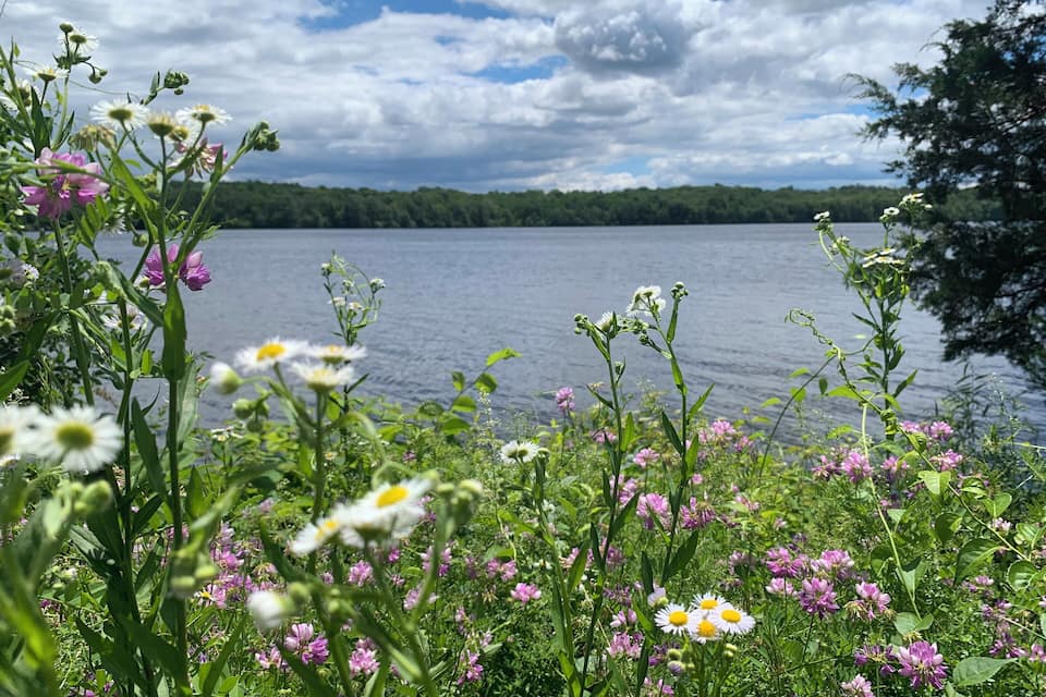 A lake surrounded by lush greenery and wildflowers.