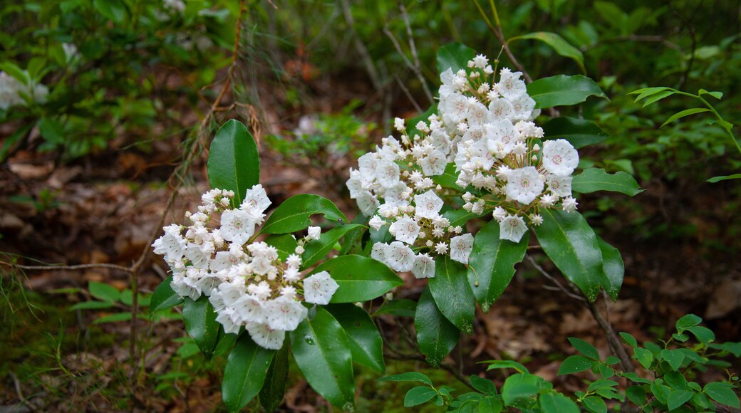勞雷爾山州立公園