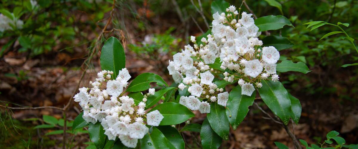 Pennsylvania Mountain Laurel In Bloom - State Flower Of PA