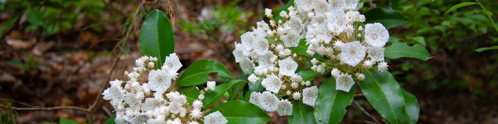 Grupos de flores blancas con hojas verdes en un área boscosa.