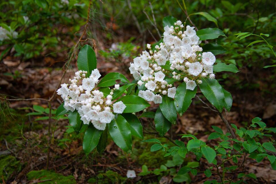 Clusters of white flowers with green leaves in a forested area.