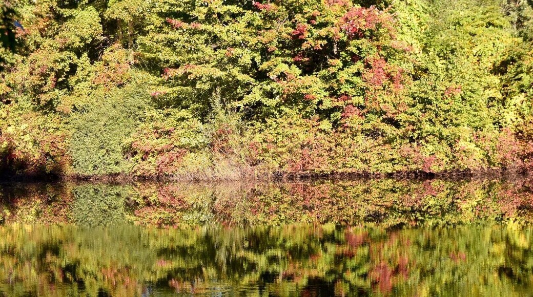 Fall colors just starting at the pond