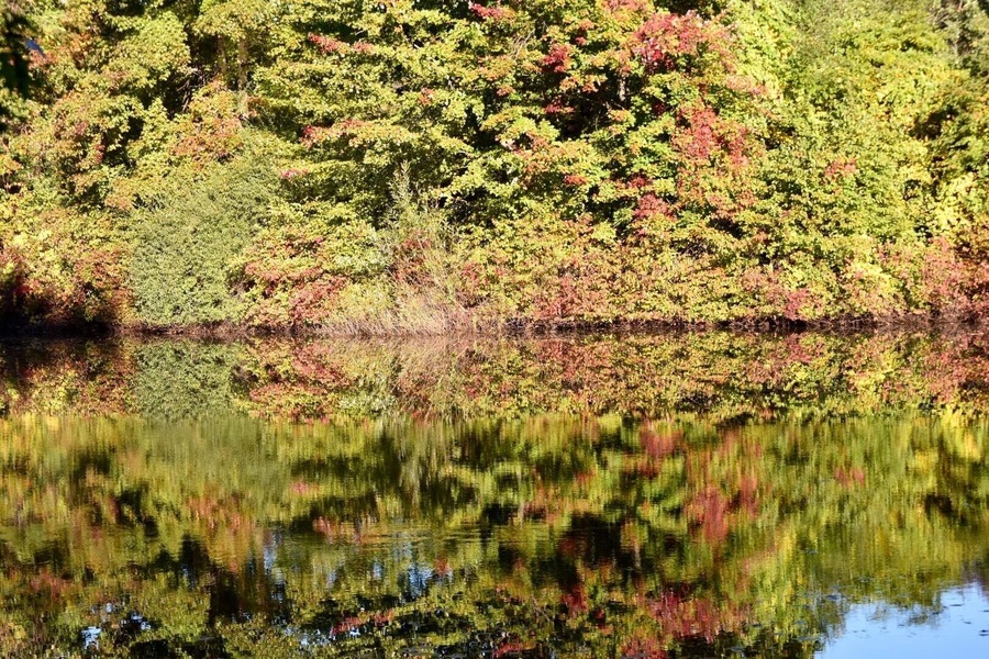 Fall colors just starting at the pond