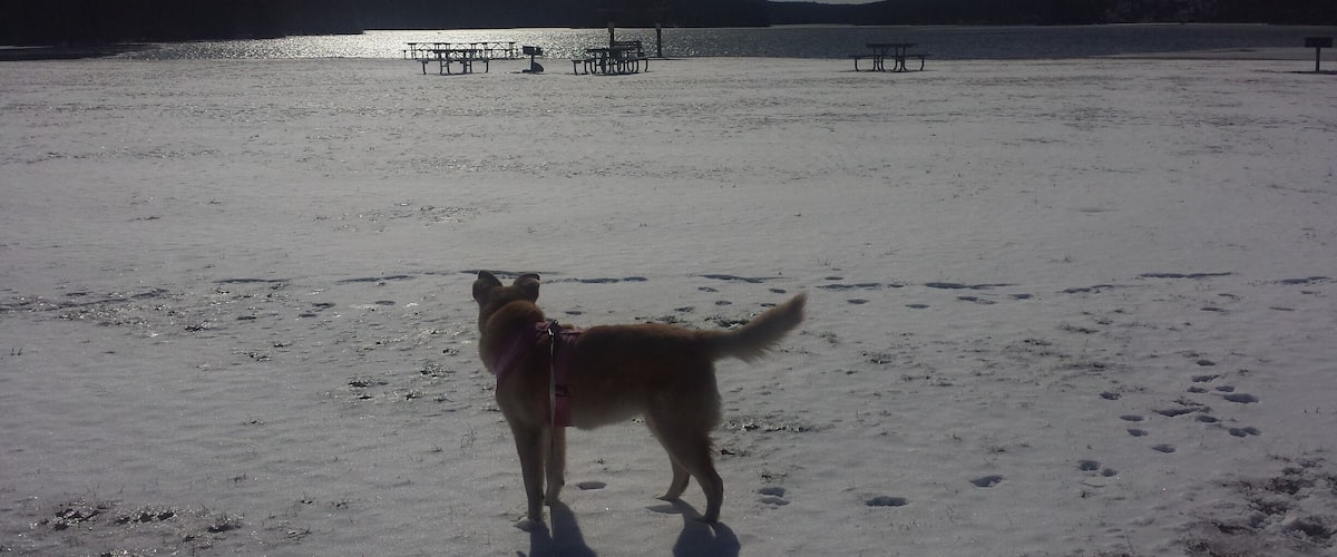 A dog standing on a snowy beach with picnic tables and a lake in the background.