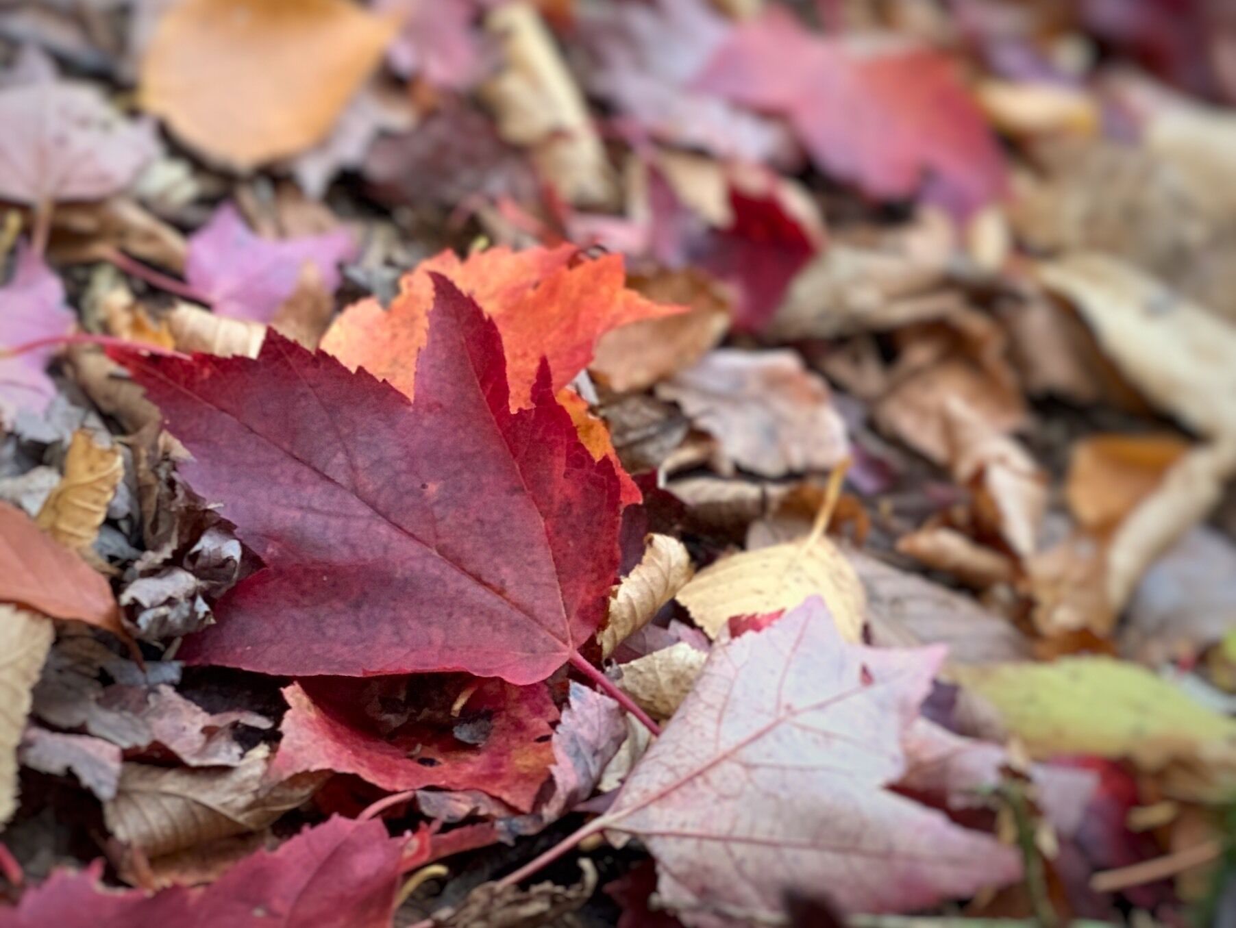 #autumn #fallfoliage #nature #leafpeeping