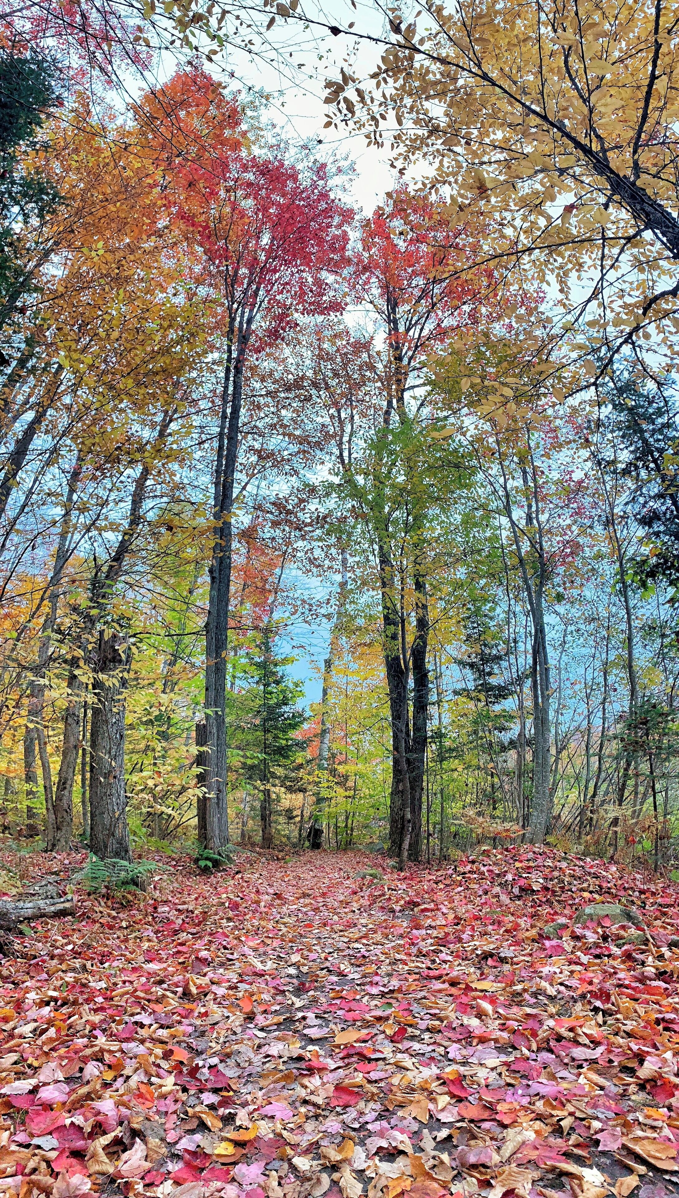 #autumn #fallfoliage #nature #leafpeeping