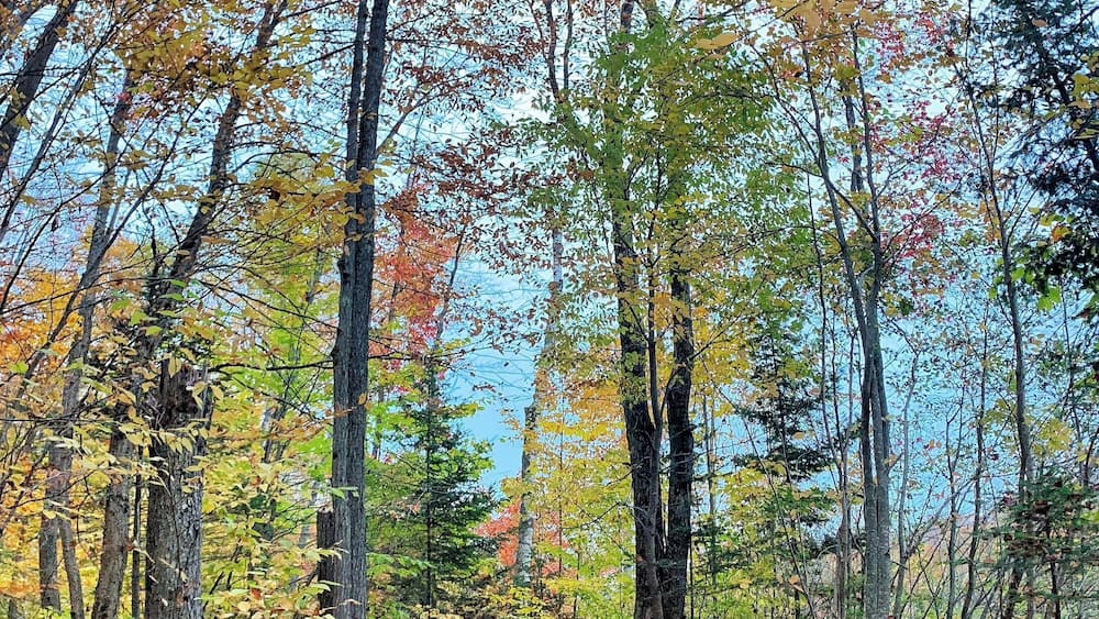 A forest with autumn leaves on the ground and trees with red, yellow, and green leaves.