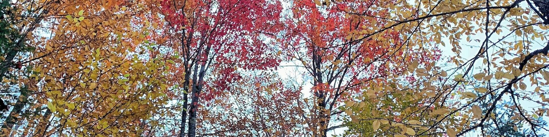 #autumn #fallfoliage #nature #leafpeeping