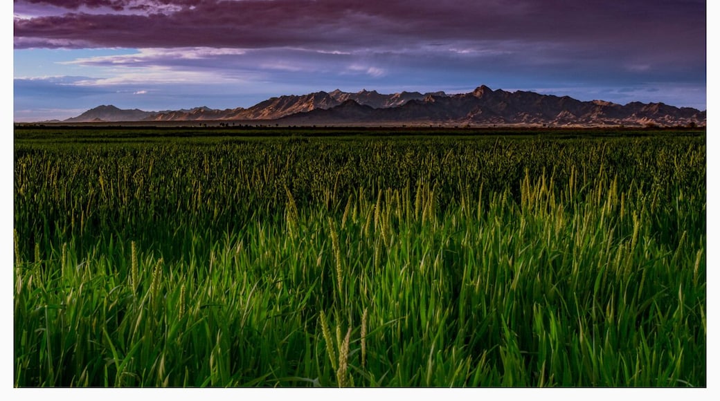 On my way to the river. I would pass by this spot constantly. Never thought much of it. Till this day. I was blown away by the clouds. Plus I don't think I've ever seen the crop grow like this before. And if you know me you know the mountain ranges are in a lot of my photos.
-
Instagram.com/zacheryjames_
-
-
#agameoftones
#discoverearth
#travel
#naturewalk
#photooftheday
#naturephoto
#naturelove
#naturediversity
#natureonly
#trip
#photography #landscapecaptures
#amazing
#naturelover
#view
#mountains
#landscapestyles
#sky #landscape_hunter #landscape_lover
#naturelovers
#landscapehunter #landscapelover #landscapelovers
#landscapes #landscapephotography #landscape
#nature
#naturephotography
#treescape