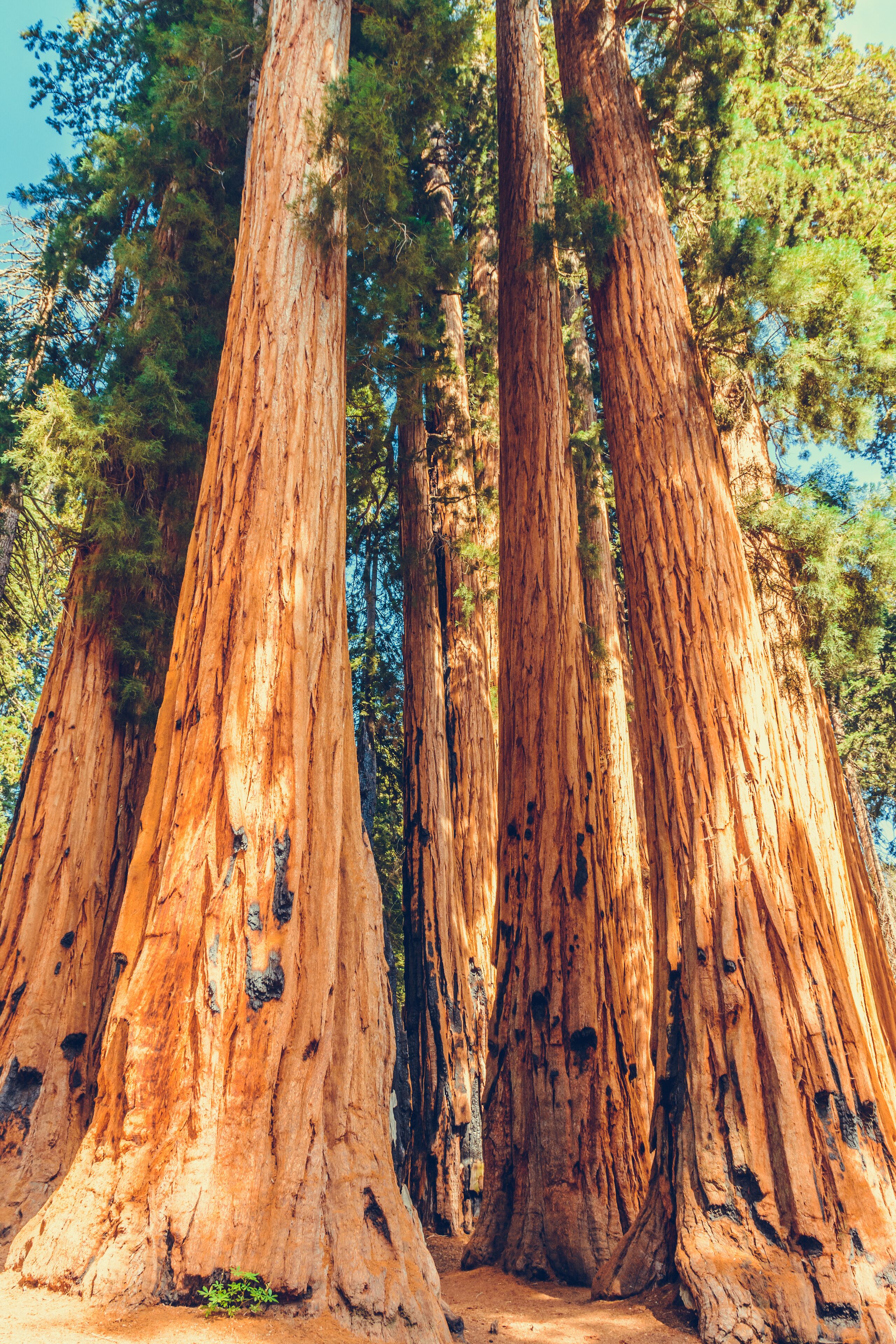 Giant redwood pines sequoia trees, Sequoia National Park, California, USA